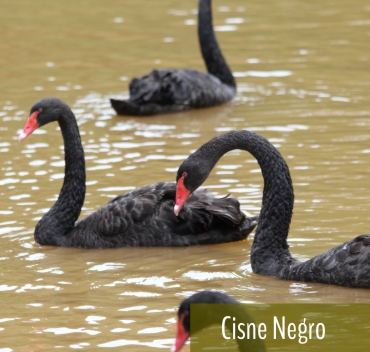Cisne Negro - Fazenda Candeias - Rio de Janeiro