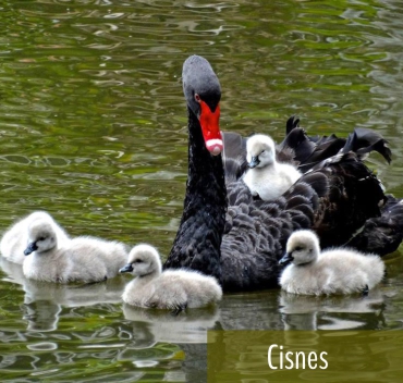 Cisnes - Fazenda Candeias - Rio de Janeiro