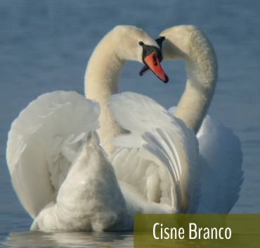 Cisne Negro - Fazenda Candeias - Rio de Janeiro