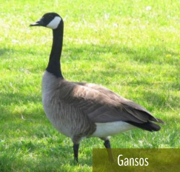 Gansos - Fazenda Candeias - Rio de Janeiro