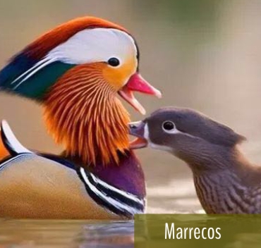 Marrecos - Fazenda Candeias - Rio de Janeiro