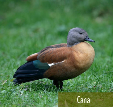 Tadorna Cana - Fazenda Candeias - Rio de Janeiro