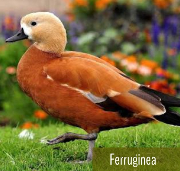 Tadorna Ferruginea - Fazenda Candeias - Rio de Janeiro