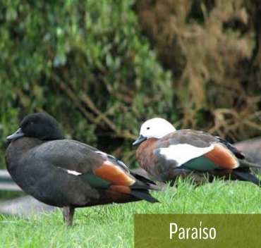 Tadorna Paraiso - Fazenda Candeias - Rio de Janeiro