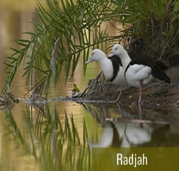 Tadorna Radjah - Fazenda Candeias - Rio de Janeiro