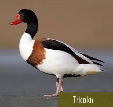 Tadorna Tricolor - Fazenda Candeias - Rio de Janeiro