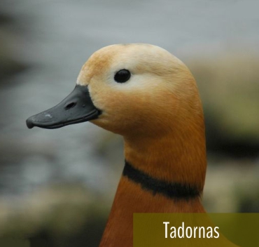 Tadornas - Fazenda Candeias - Rio de Janeiro