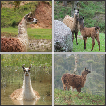  Lhamas - Fazenda Candeias - Rio de Janeiro
